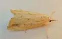 Xubida dentilineatella - Hodges#5504 - photo 4
