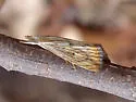Xubida dentilineatella - Hodges#5504 - photo 5