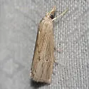 Xubida linearellus - Hodges#5499 - photo 4