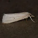 Xubida panalope - Hodges#5500