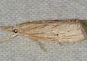 Xubida panalope - Hodges#5500 - photo 3