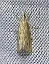 Xubida panalope - Hodges#5500 - photo 5