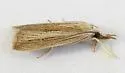 Xubida punctilineella - Hodges#5502