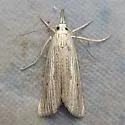 Xubida punctilineella - Hodges#5502 - photo 4