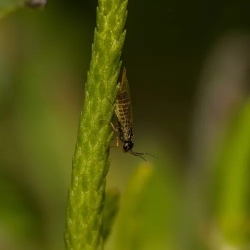 Short Daggertail