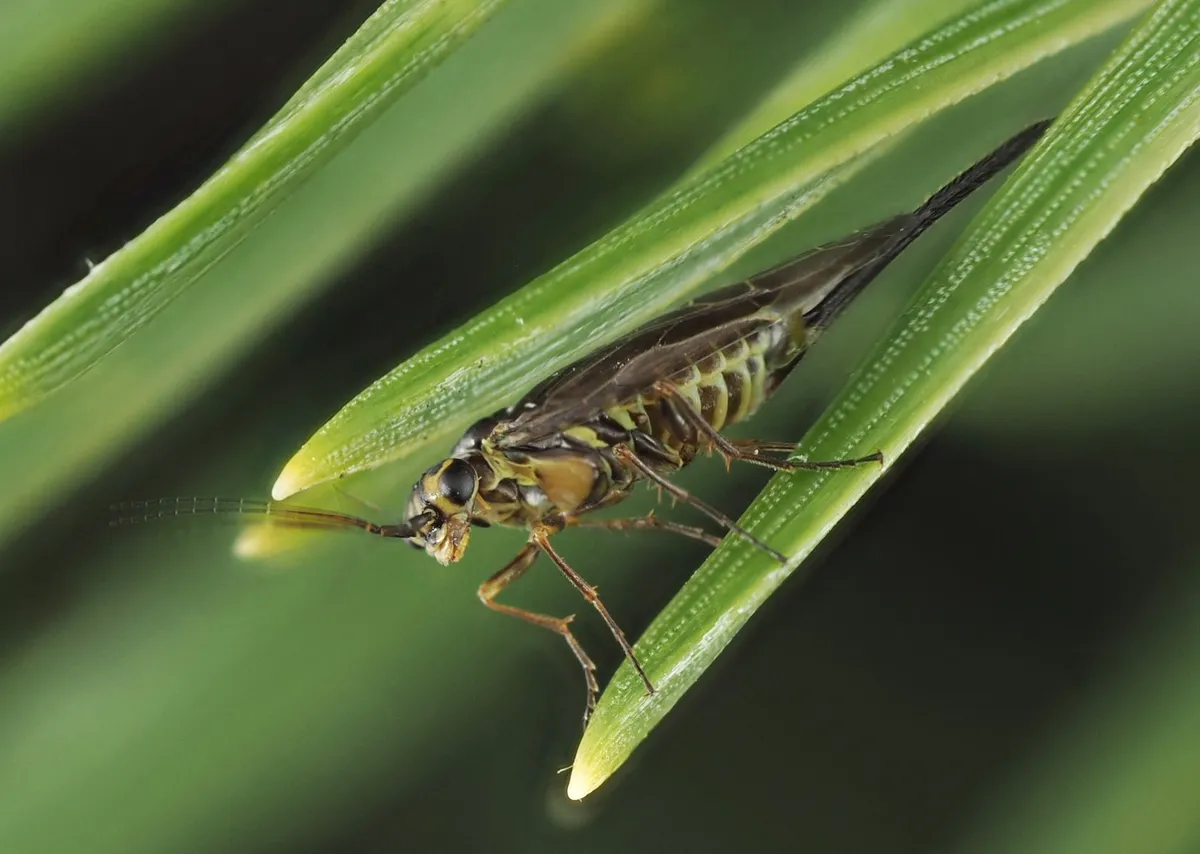 Long Daggertail - photo 3