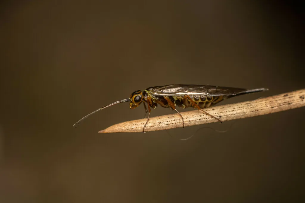 Xyela lugdunensis - photo 2