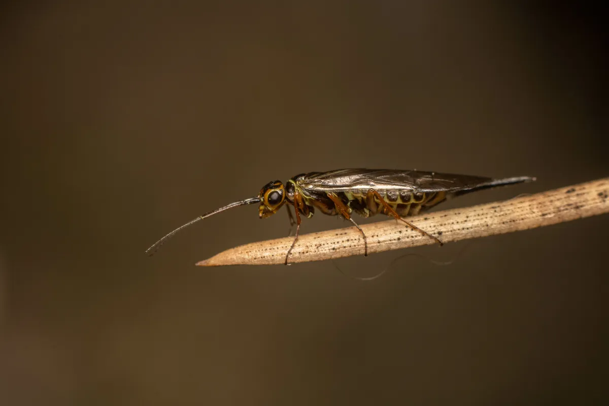Xyela lugdunensis - photo 3