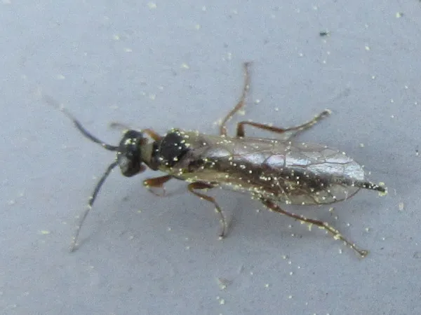 Xyela occidentalis - photo 3