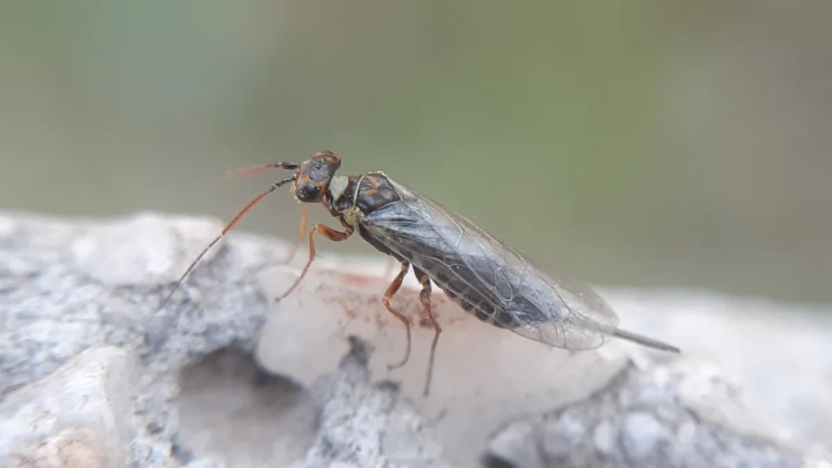 Xyelid Sawflies - photo 2