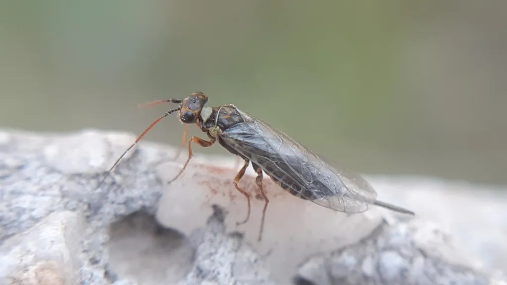 Xyelid Sawflies - photo 3