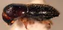 Xyleborinus andrewesi - photo 2