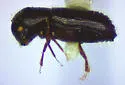 Xyleborinus attenuatus - photo 2