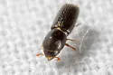Xyleborinus attenuatus - photo 3