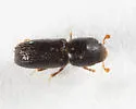 Xyleborinus attenuatus - photo 4