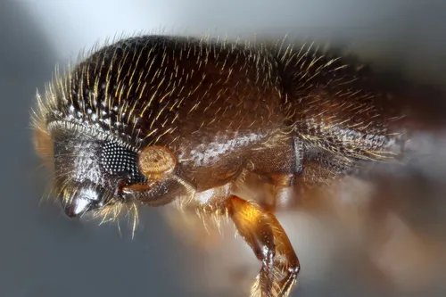 Xyleborinus octiesdentatus