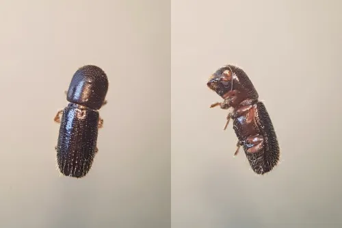 Xyleborinus saxesenii