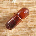 Xyleborus affinis - photo 3