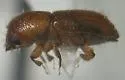 Xyleborus affinis - photo 4