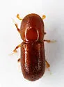 Xyleborus affinis - photo 5