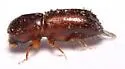Xyleborus bispinatus - photo 4