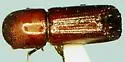 Xyleborus celsus