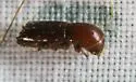 Xyleborus celsus - photo 3