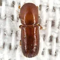 Xyleborus ferrugineus