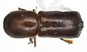 Redbay Ambrosia Beetle - photo 3