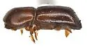 Redbay Ambrosia Beetle - photo 4