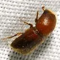 Xyleborus horridus