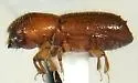 Xyleborus impressus