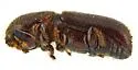 Xyleborus intrusus - photo 2
