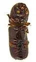 Xyleborus intrusus - photo 3
