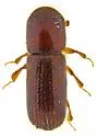 Xyleborus intrusus - photo 5