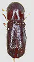 Xyleborus pfeili