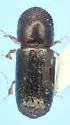 Xyleborus pfeili - photo 3