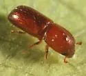Xyleborus pubescens - Xyleborus pubescens