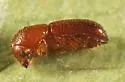 Xyleborus pubescens - photo 2