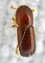 Xyleborus pubescens - photo 3