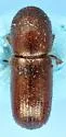 Xyleborus pubescens - photo 4