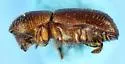Xyleborus pubescens - photo 5
