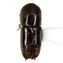 Xyleborus spinulosus - Xyleborus spinulosus