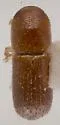 Xyleborus volvulus - Xyleborus volvulus