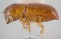 Xyleborus volvulus - photo 2