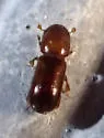 Xyleborus xylographus - photo 2