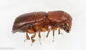 Xyleborus xylographus - photo 3