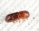 Xyleborus xylographus - photo 4