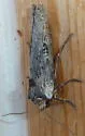 Xylena brucei - Hodges#9877