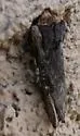Gray Swordgrass - Hodges#9876